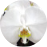 白の胡蝶蘭の写真