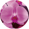 ピンクの胡蝶蘭の写真