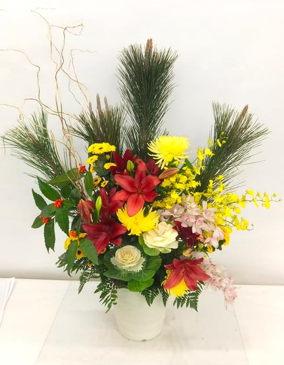 胡蝶蘭 S特選（5本立）