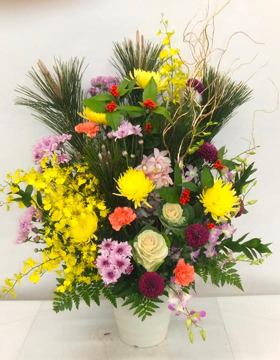 胡蝶蘭 特選（3本立）